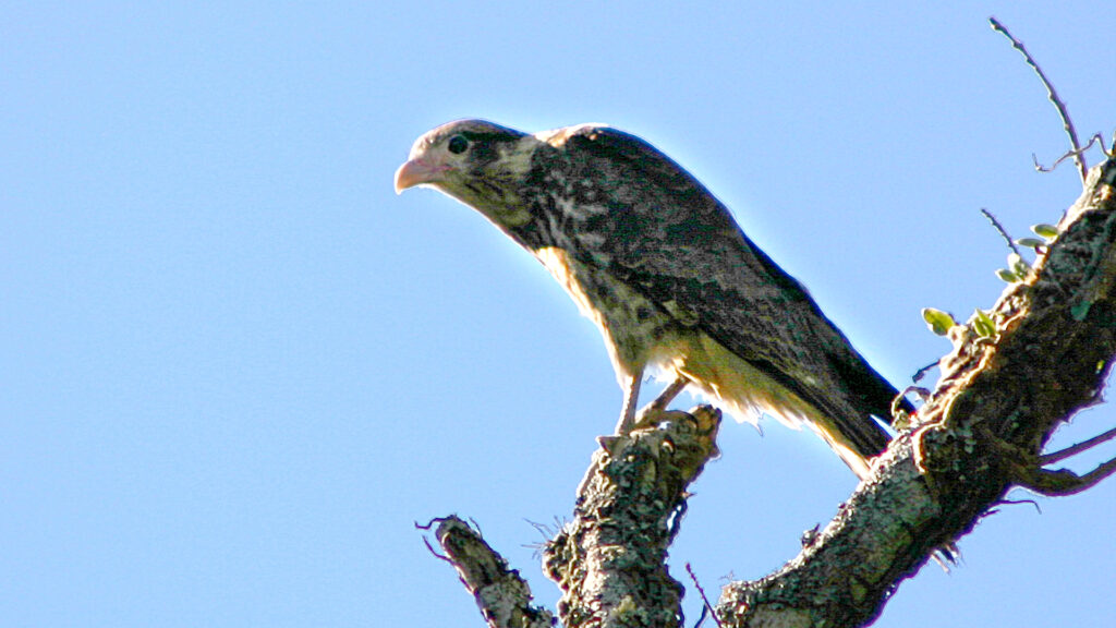Passaro