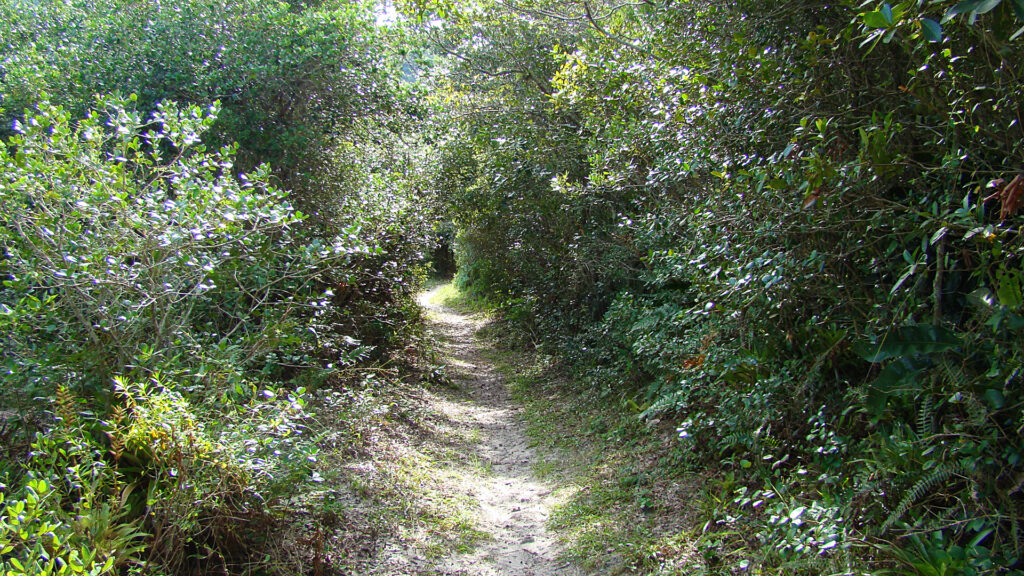aracatuba 3